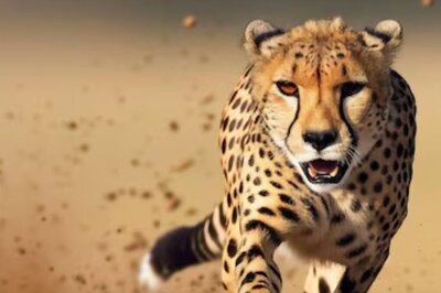 In Telangana, Cheetah Strays Into A Village. Injures Goats And Calves