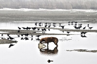  Centre's plan to rejuvenate Ganga shouldn't be confined to photo-ops: RSS