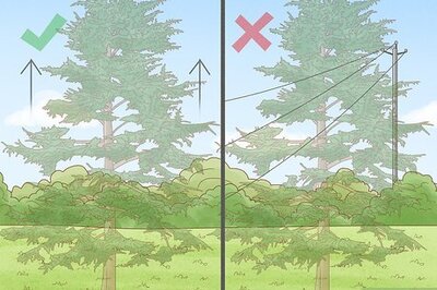 How to Plant Cedar Trees
