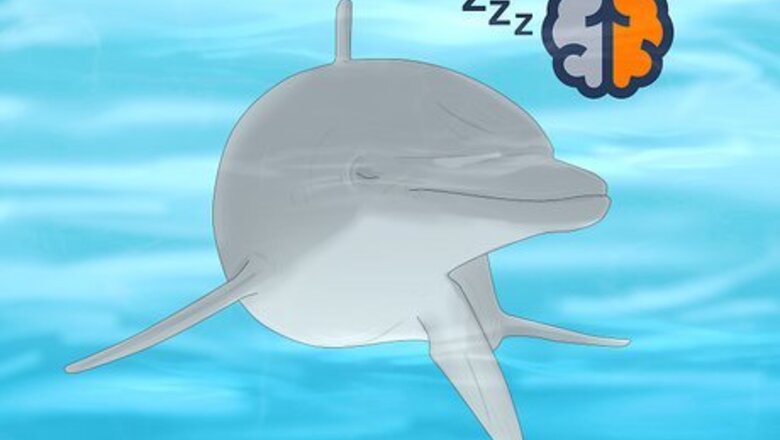 How Do Dolphins Sleep without Drowning?