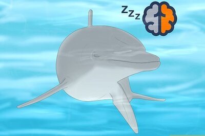How Do Dolphins Sleep without Drowning?