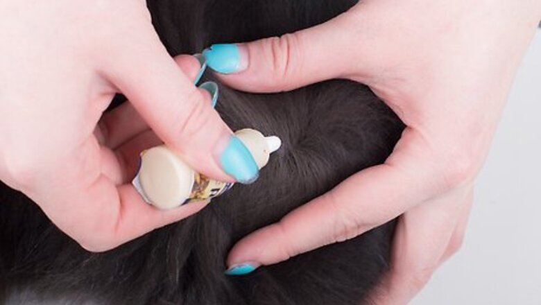 How to Protect Your Cat or Kitten from Parasites