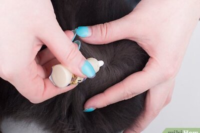 How to Protect Your Cat or Kitten from Parasites