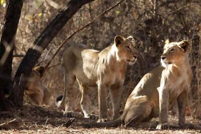 World Lion Day 2020: Diet, Habitat, Threat and All You Need to Know About the King of Jungle