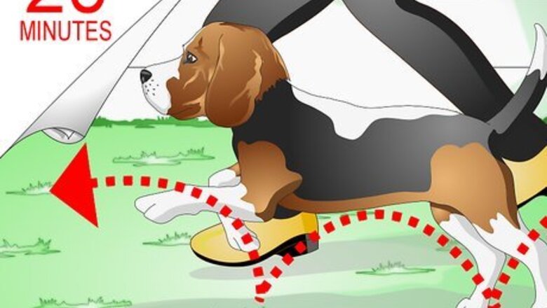 How to Care for Beagles
