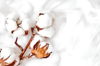 World Cotton Day 2022: Theme, History and Significance