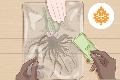 How to Grow and Care for Peonies