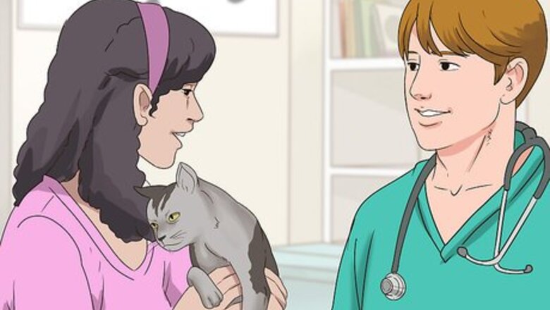 How to Schedule Wellness Exams for a Senior Cat