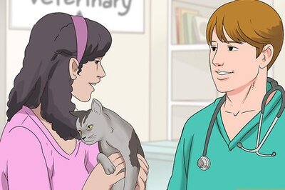 How to Schedule Wellness Exams for a Senior Cat
