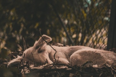 Bihar Man Caught Raping Dog, NGO Files Case After CCTV Clip Goes Viral