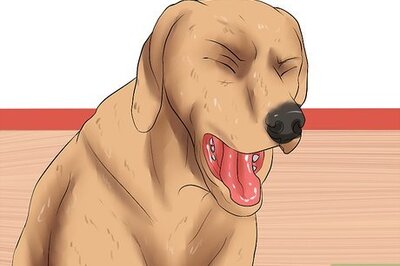 How to Diagnose Heartworms in Dogs