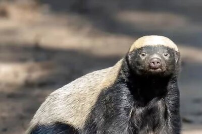 Not Lion Or Tiger, This Animal Deemed The Most Fearless In The World