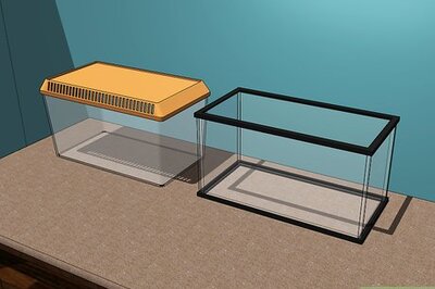 How to Care for Emperor Scorpions