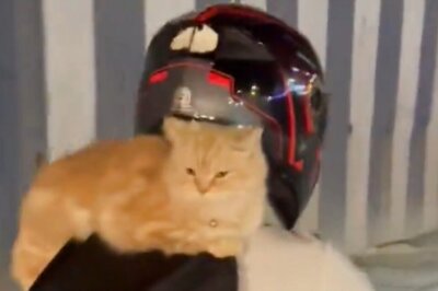 WATCH: Man Takes His Two Cats On a Bike Ride, But The Internet Doesn't Approve