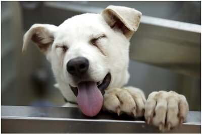 Terrified Rescue Dog Dies of Heart Attack During Fireworks in UK