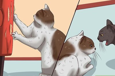 How to Train a Cat to Stop Doing Almost Anything