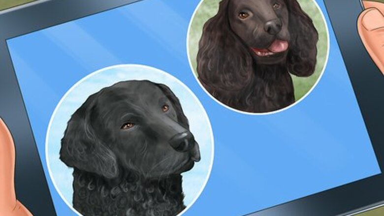 How to Adopt a Sporting Dog