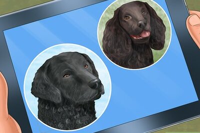 How to Adopt a Sporting Dog