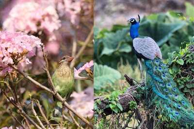 Back In the Fold: Bengaluru Birds Return Home as Covid-19 Lockdown Reduces Air Pollution