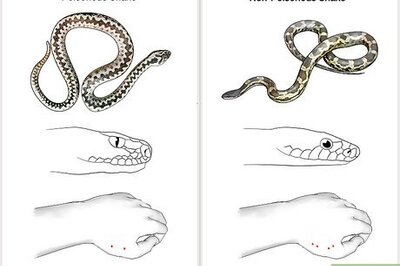 How to Prevent Snake Bites