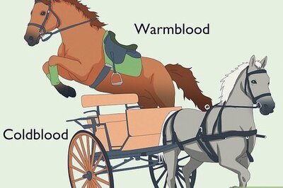 What Makes a Horse Coldblooded or Warmblooded?