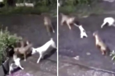 Caught On Camera: Cat's Heroic Act To Save Kitten From Street Dogs