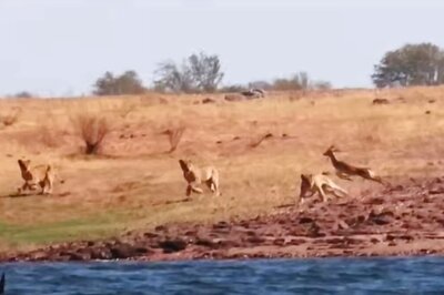 Watch: Fierce Hunting Battle Between Lion And Herd Of Impala