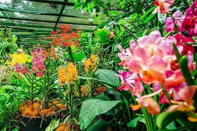 Botanical Gardens a Lifeboat For Threatened Plants