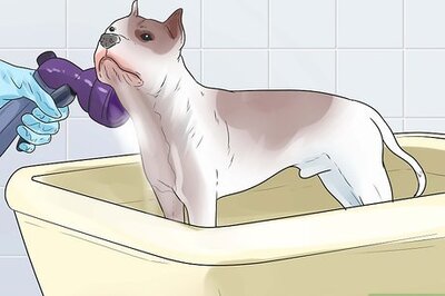 How to Microchip Your Dog