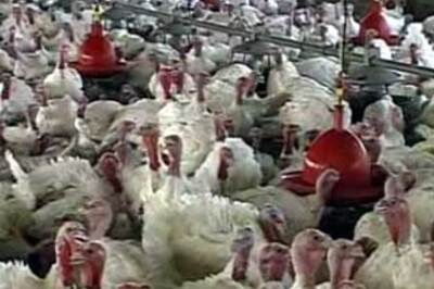 Chile detects the H1N1 virus in turkeys