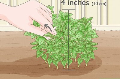 How to Harvest Oregano