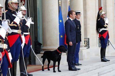 France's Emmanuel Macron Finds Nemo, His New Canine Companion
