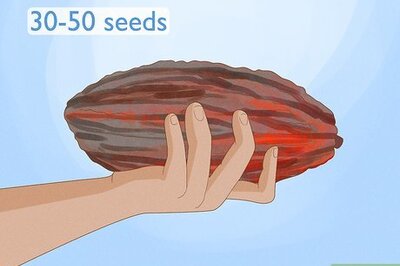 How to Grow Chocolate Indoors