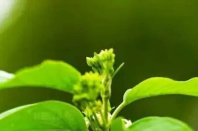 Gudmar: The Ayurvedic Solution For Diabetes And Lipid Control