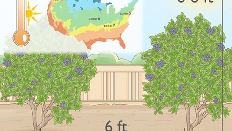 How to Grow Blueberries