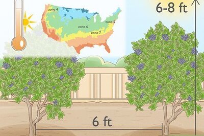 How to Grow Blueberries