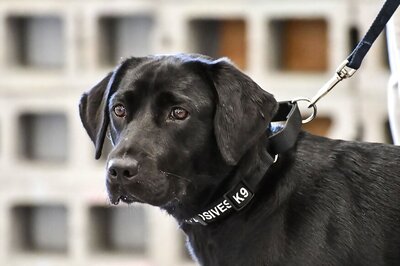 Not Her Line of Work: CIA Fires Bomb-sniffing Dog Who Flunked Smell Test
