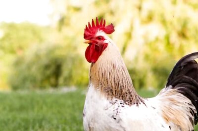 Colour Of Chicken's Face Changes With Their Emotions, Says New Study