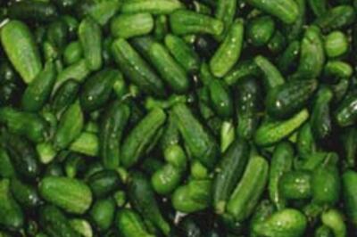 Childless? Go to Goa with cucumbers