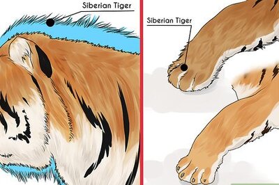 How to Identify a Siberian Tiger