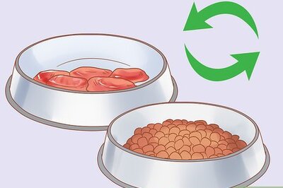 How to Treat Excessive Gas in Dogs