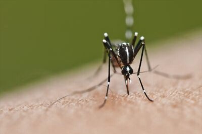 Vaccine against dengue virus is 100 percent effective: Study