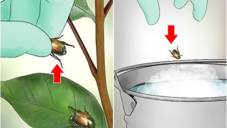 How to Get Rid of Japanese Beetles