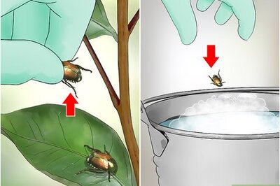 How to Get Rid of Japanese Beetles