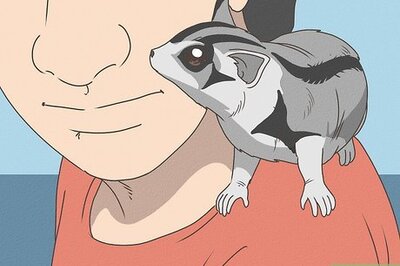 How to Care for a Sugar Glider