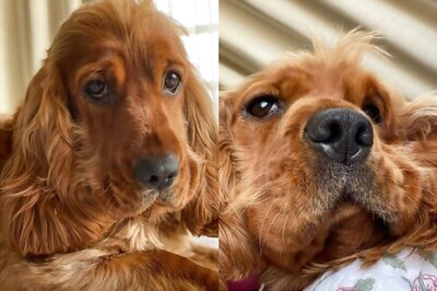 Disha Patani Treats Fans with New Pictures of Her Pet Bella