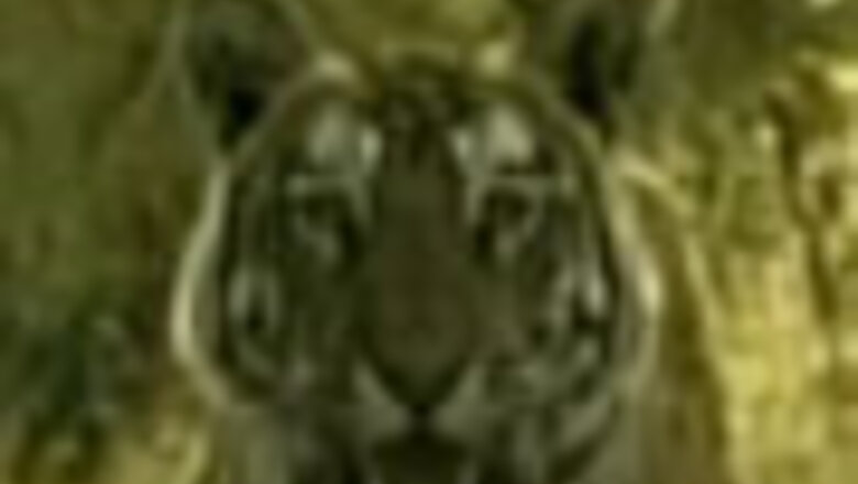 Tiger vanishes in India's best tiger reserve