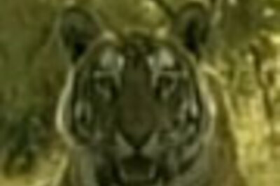 Tiger vanishes in India's best tiger reserve