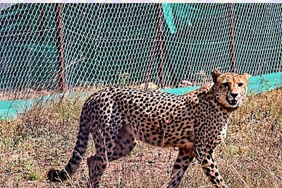 Collars Again? Cheetah Death Count at Kuno Climbs to 9 as Female Dies of Suspected Septic Shock