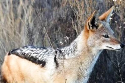 After Wolves in Bahraich, Jackals on the Attack in Terai. Expert Explains Why